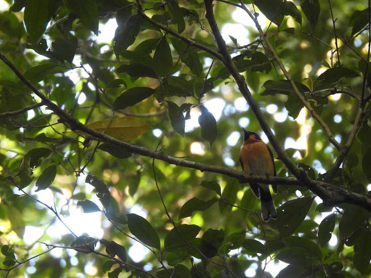 Australian Spectacled Monarch - ML376555351