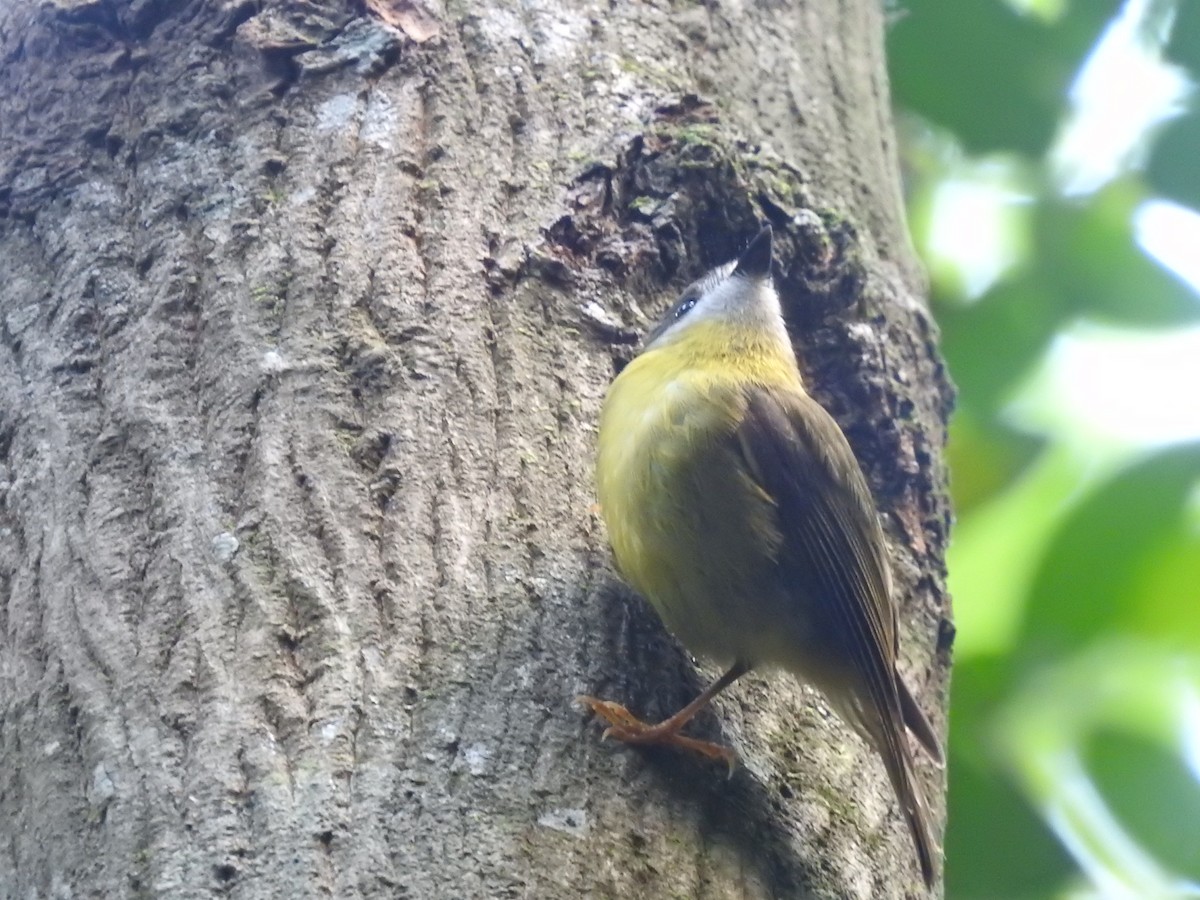 Pale-yellow Robin - ML376555381