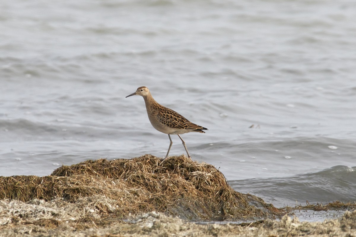 Kampfläufer - ML376555481