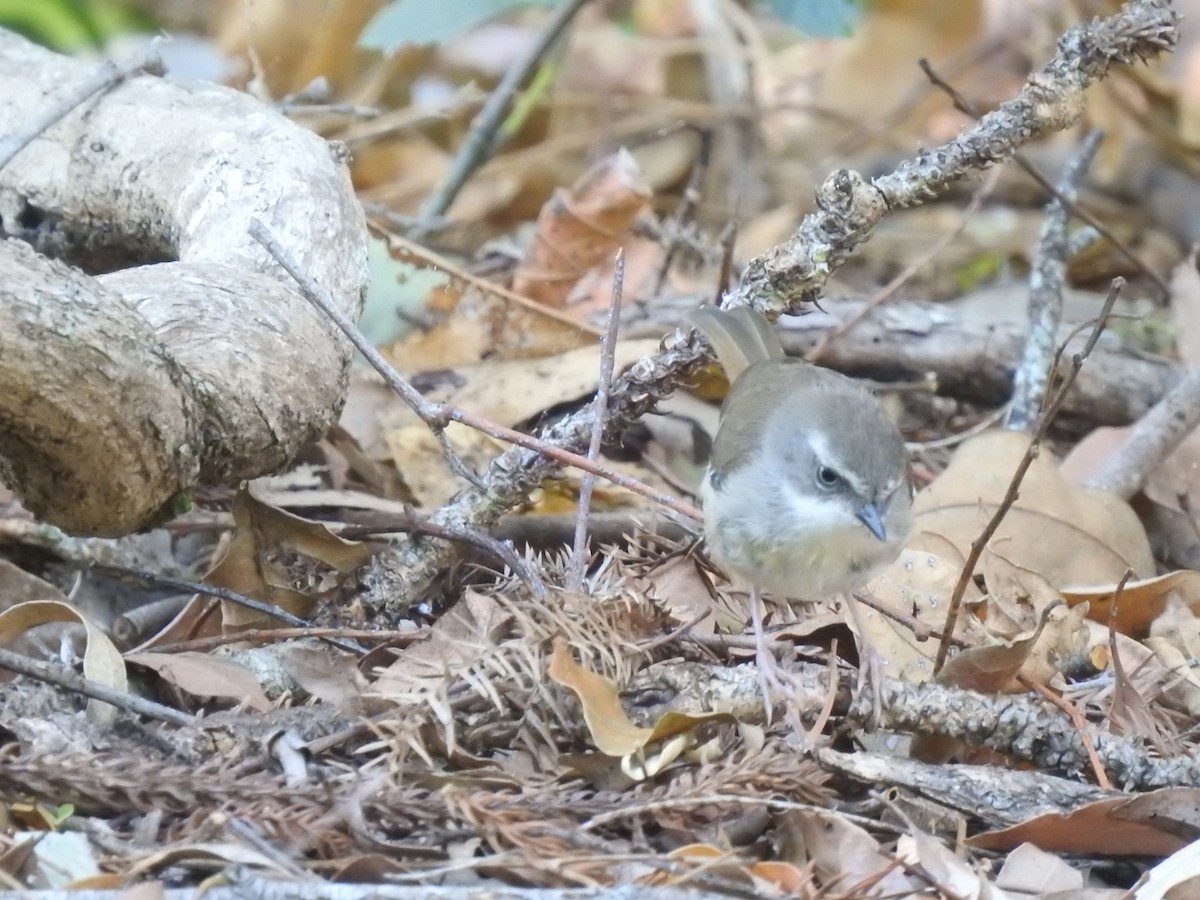 White-browed Scrubwren - ML376555521