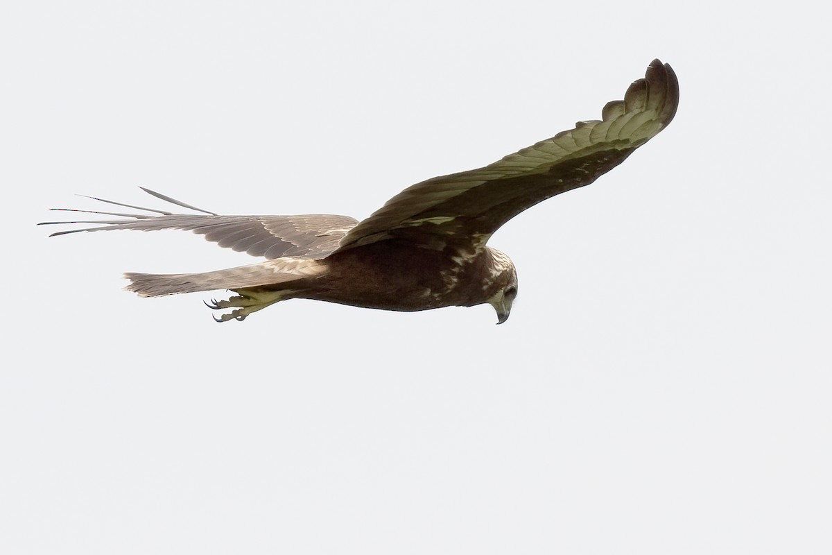 Eastern Marsh Harrier - ML376555541