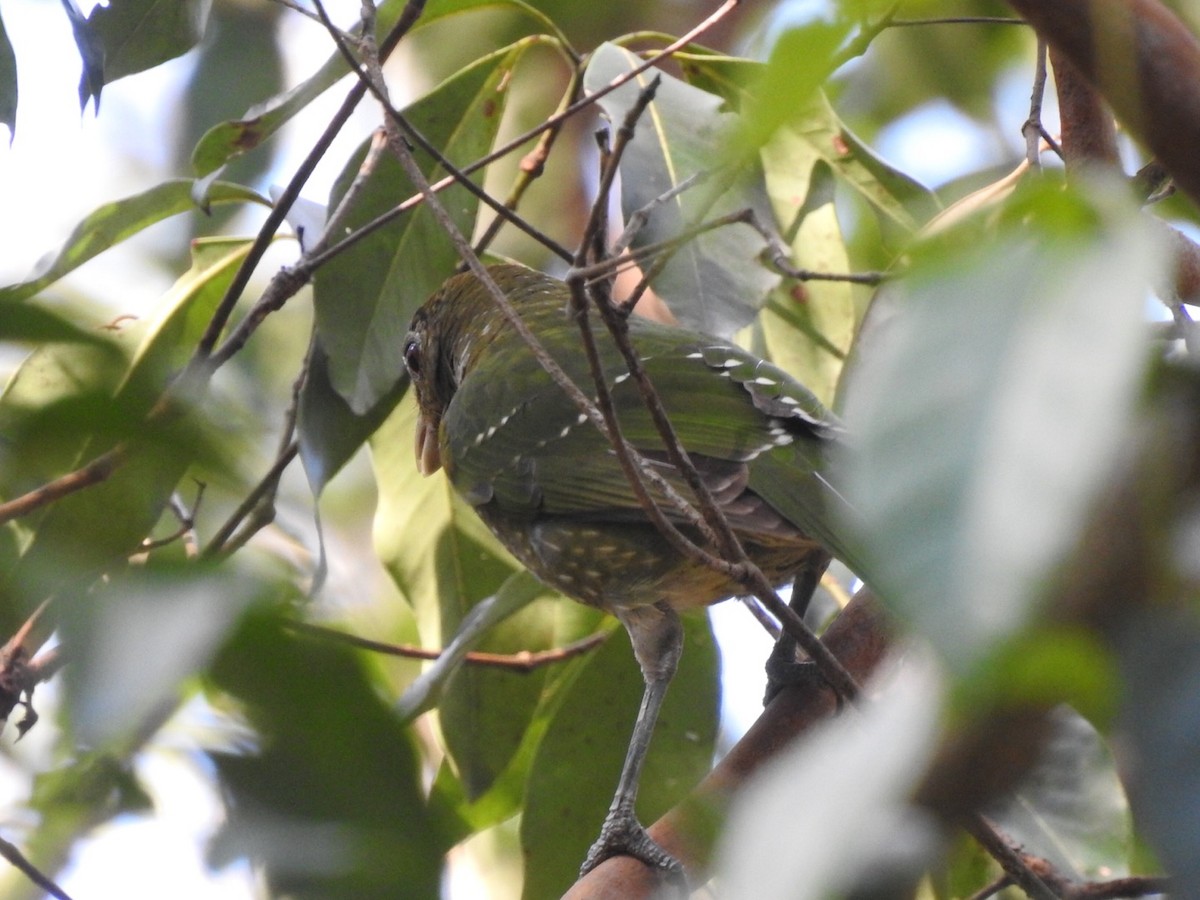 Green Catbird - ML376555631