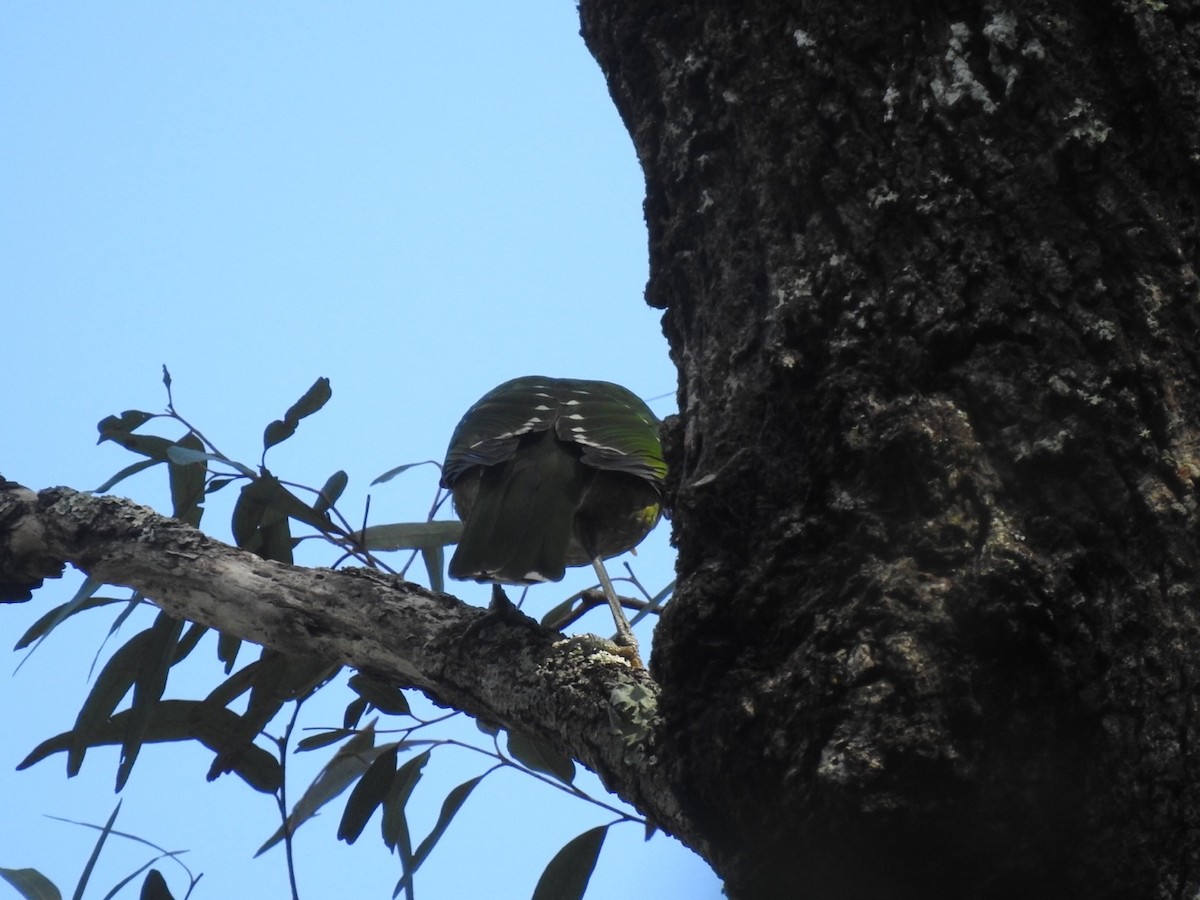 Green Catbird - ML376555651