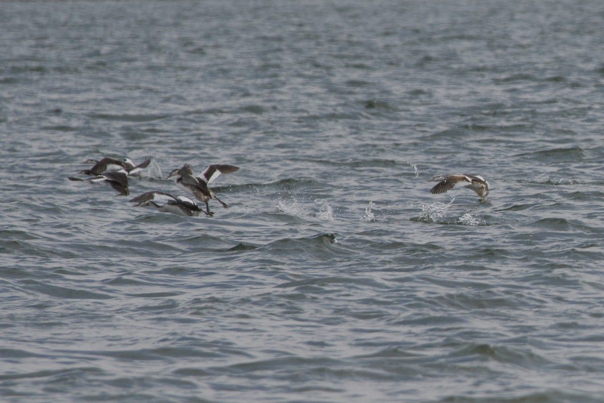 Great Crested Grebe - ML376556231