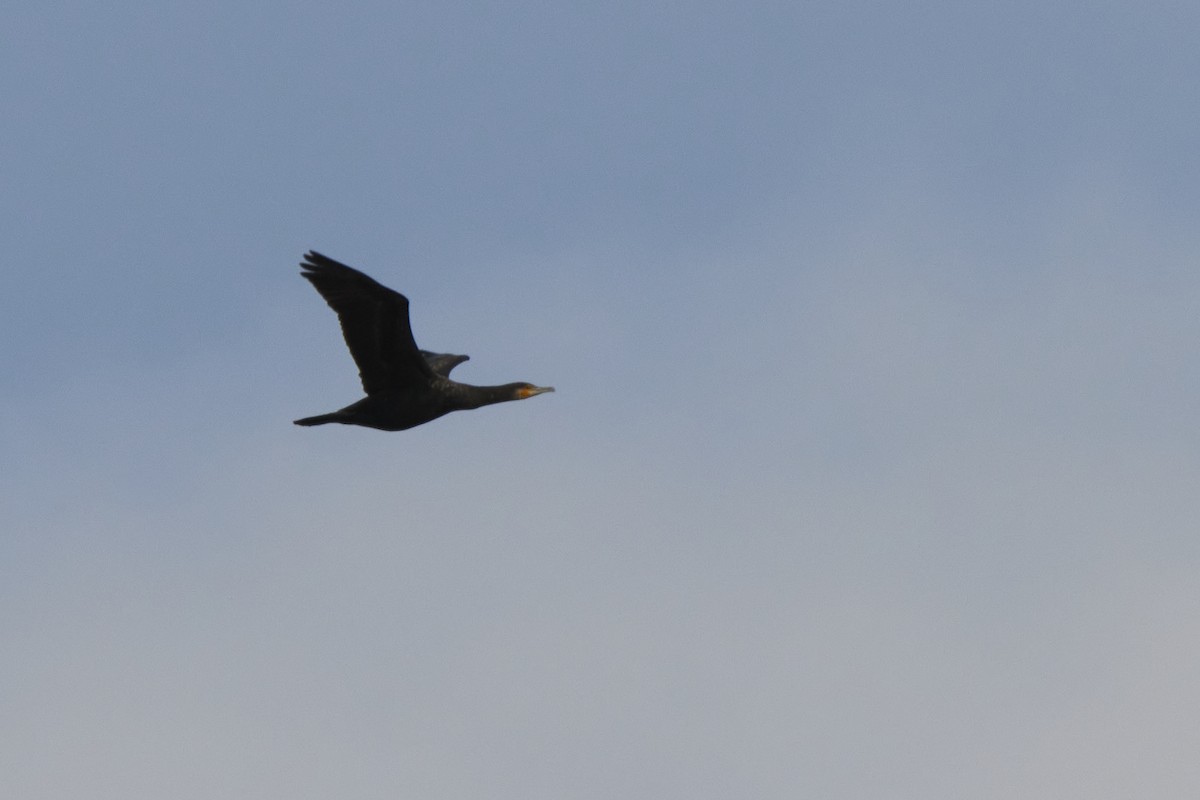 Great Cormorant - Dina Julayeva