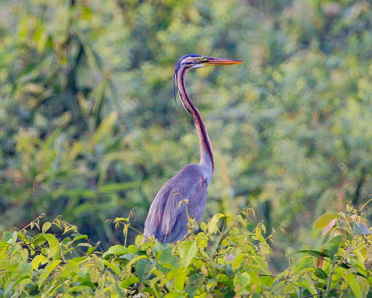 Purple Heron - Neoh Hor Kee