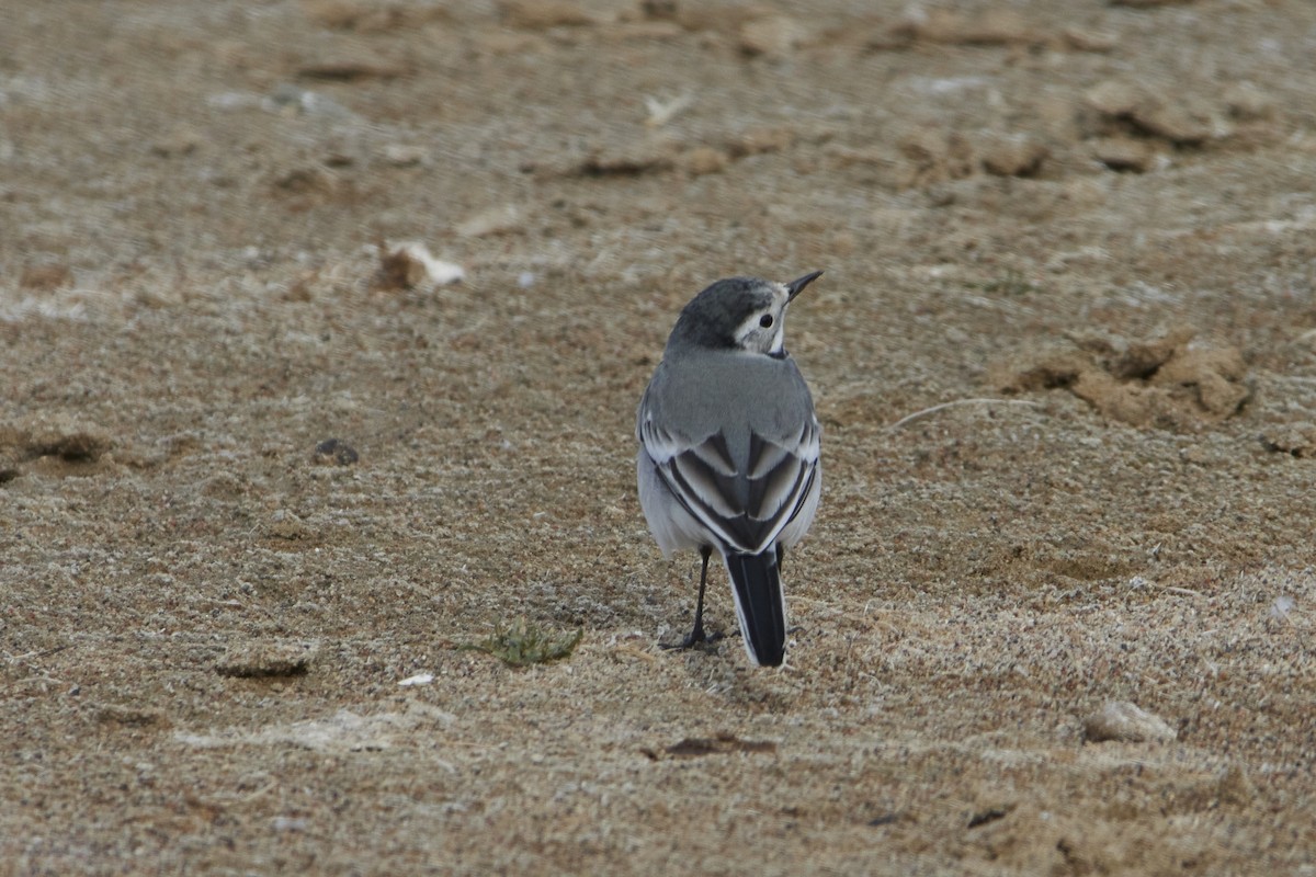 White Wagtail - Dina Julayeva