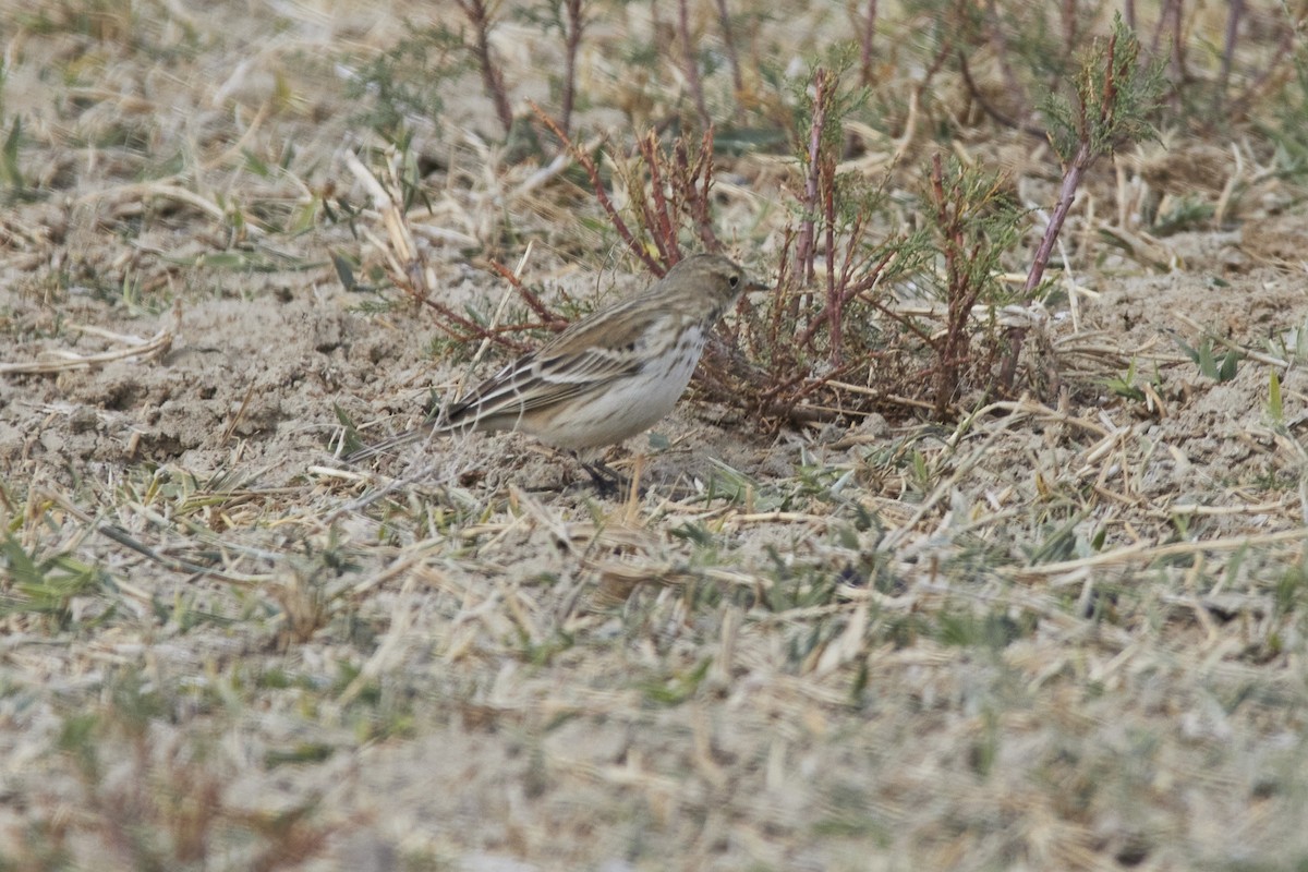 פפיון מים - ML376557281