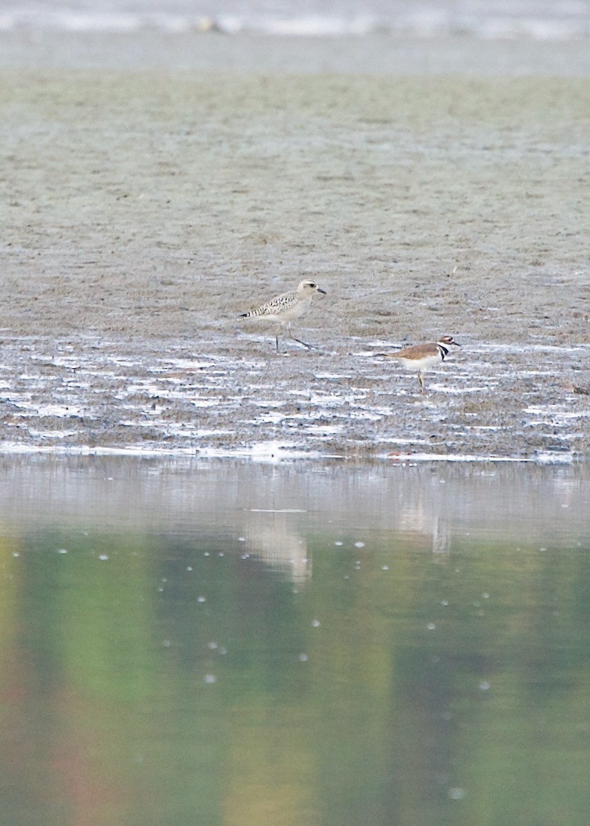 Black-bellied Plover - ML376557551