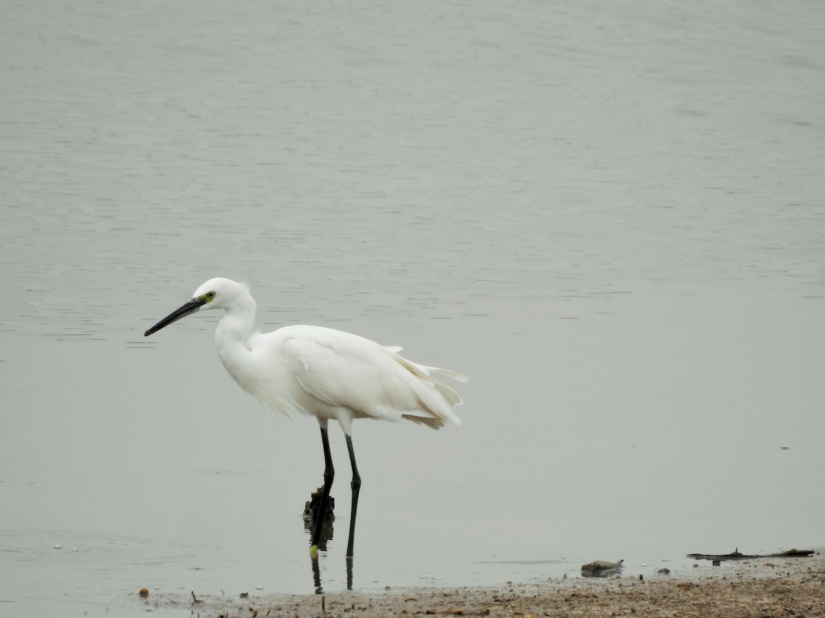 Little Egret - Arulvelan Thillainayagam