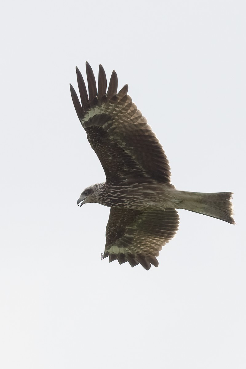 Black Kite - ML376559851