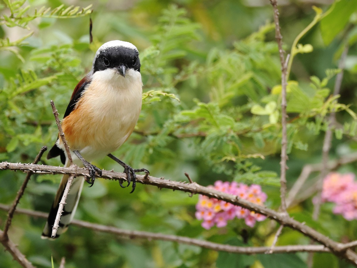 Bay-backed Shrike - ML376560641