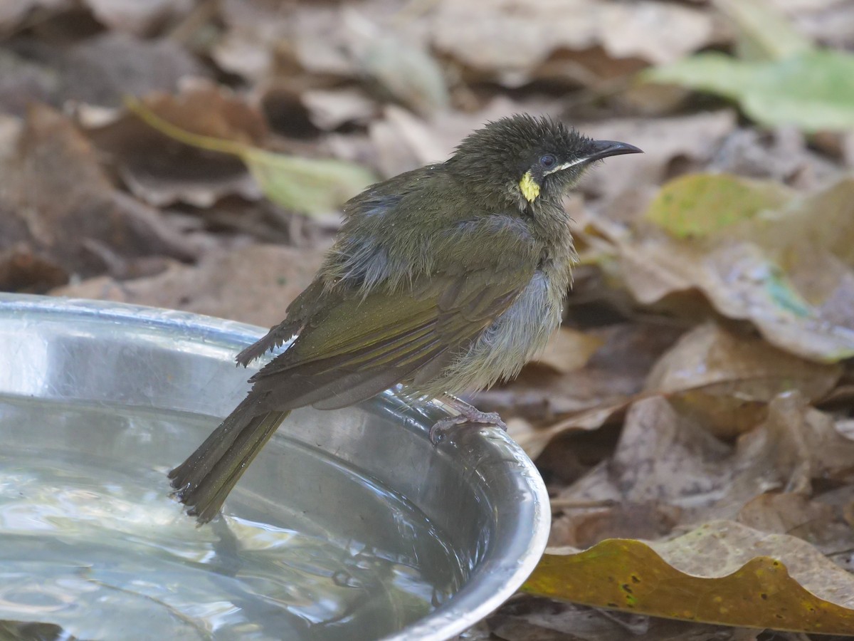 Lewin's Honeyeater - ML376561621