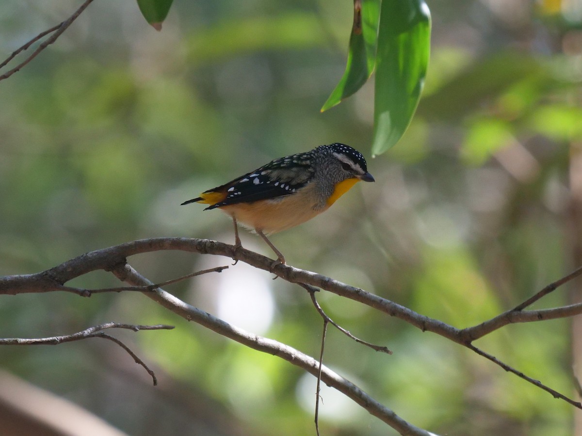 Spotted Pardalote - ML376561691