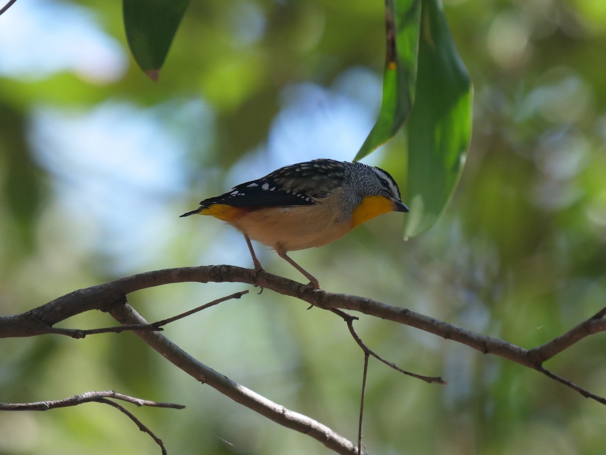 Pardalote Moteado - ML376561701