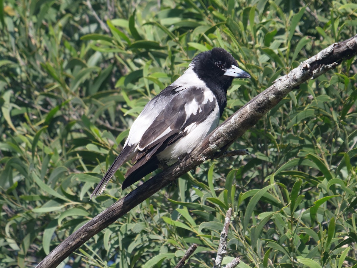 Pied Butcherbird - ML376561831