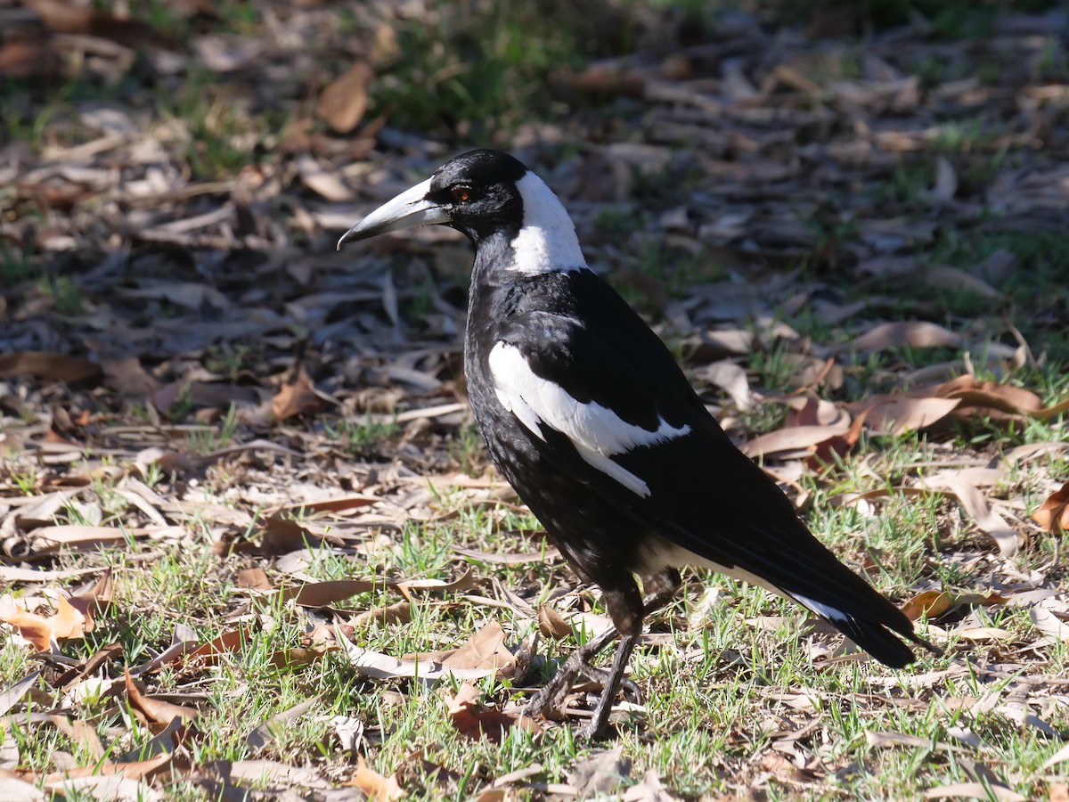 Australian Magpie - ML376561881