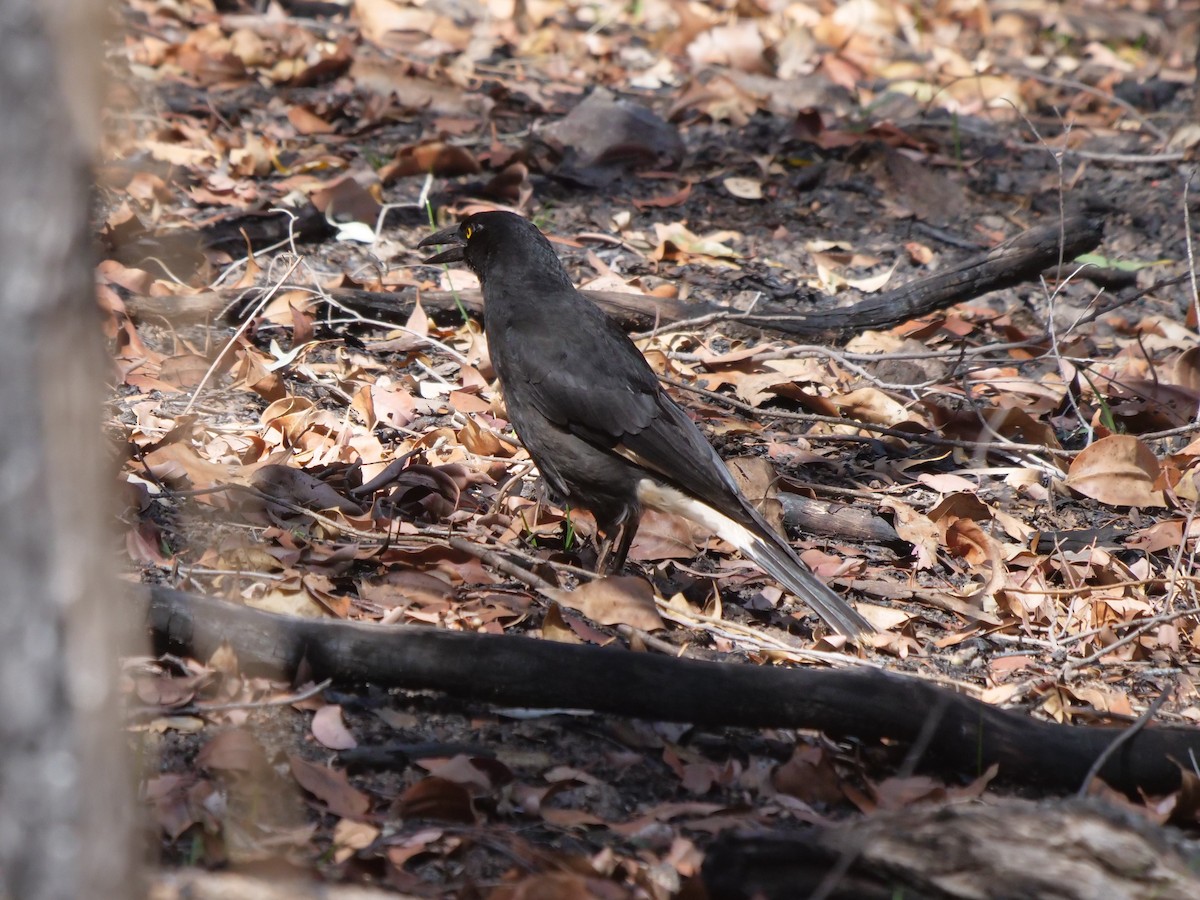 Pied Currawong - ML376561971