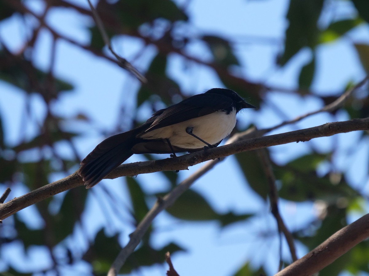 Willie-wagtail - ML376562001