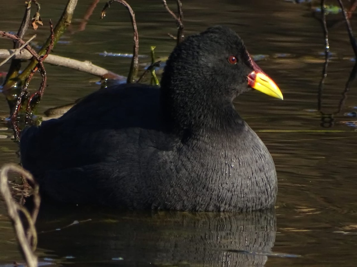 Red-fronted Coot - ML376562101