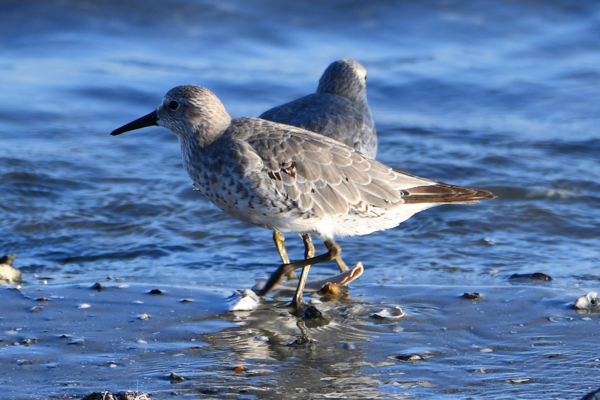 Red Knot - ML376563261