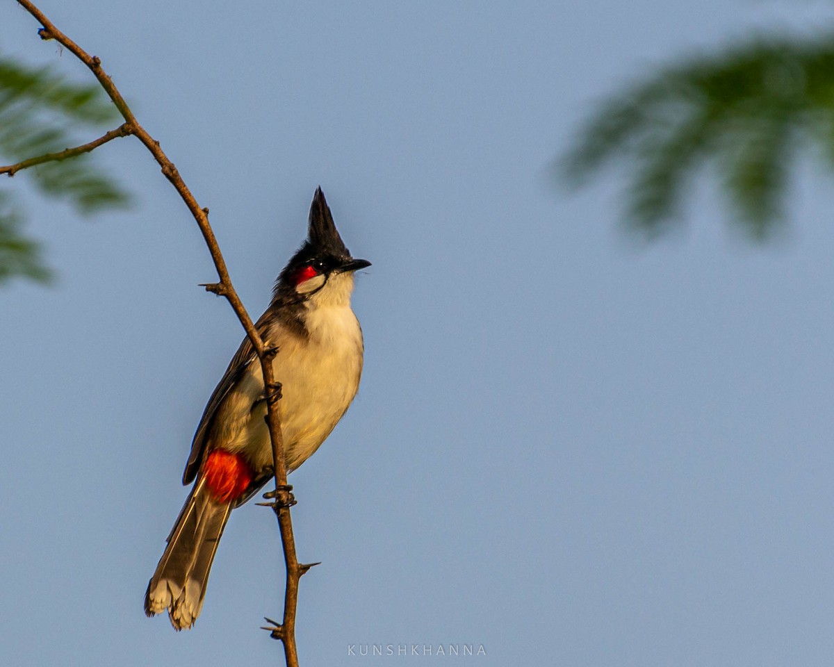 Red-whiskered Bulbul - ML376563771