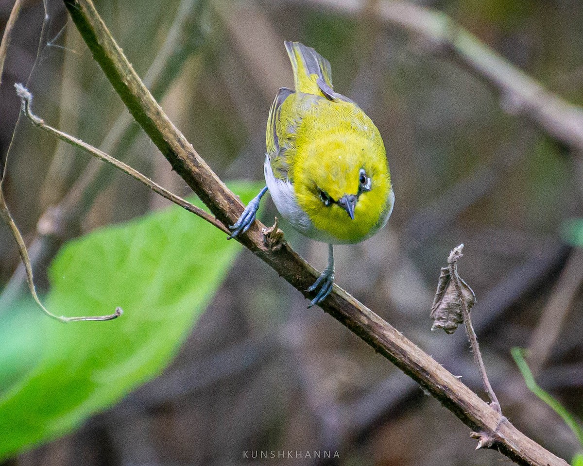 Gangesbrillenvogel - ML376563881