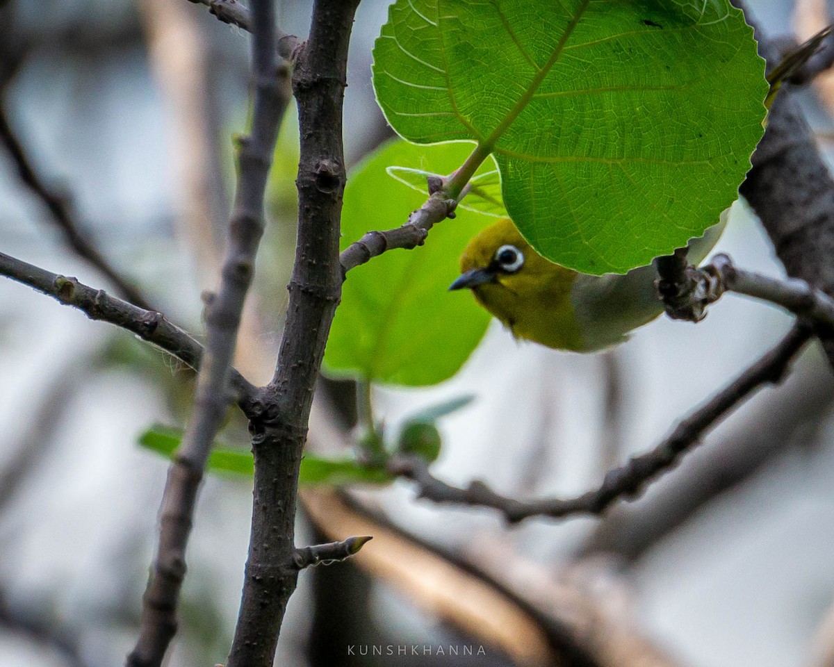 Indian White-eye - ML376563911