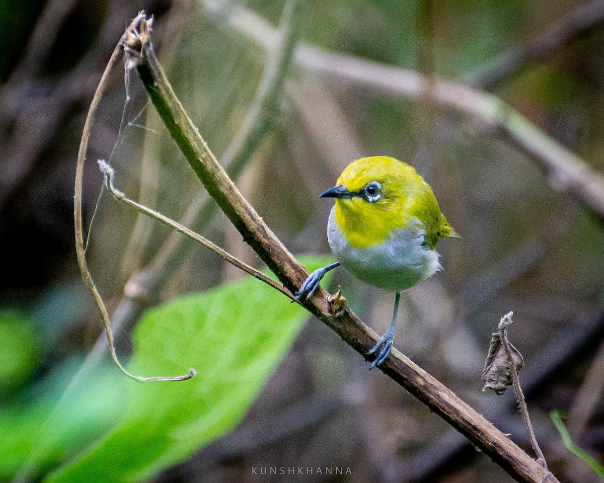 Gangesbrillenvogel - ML376563931