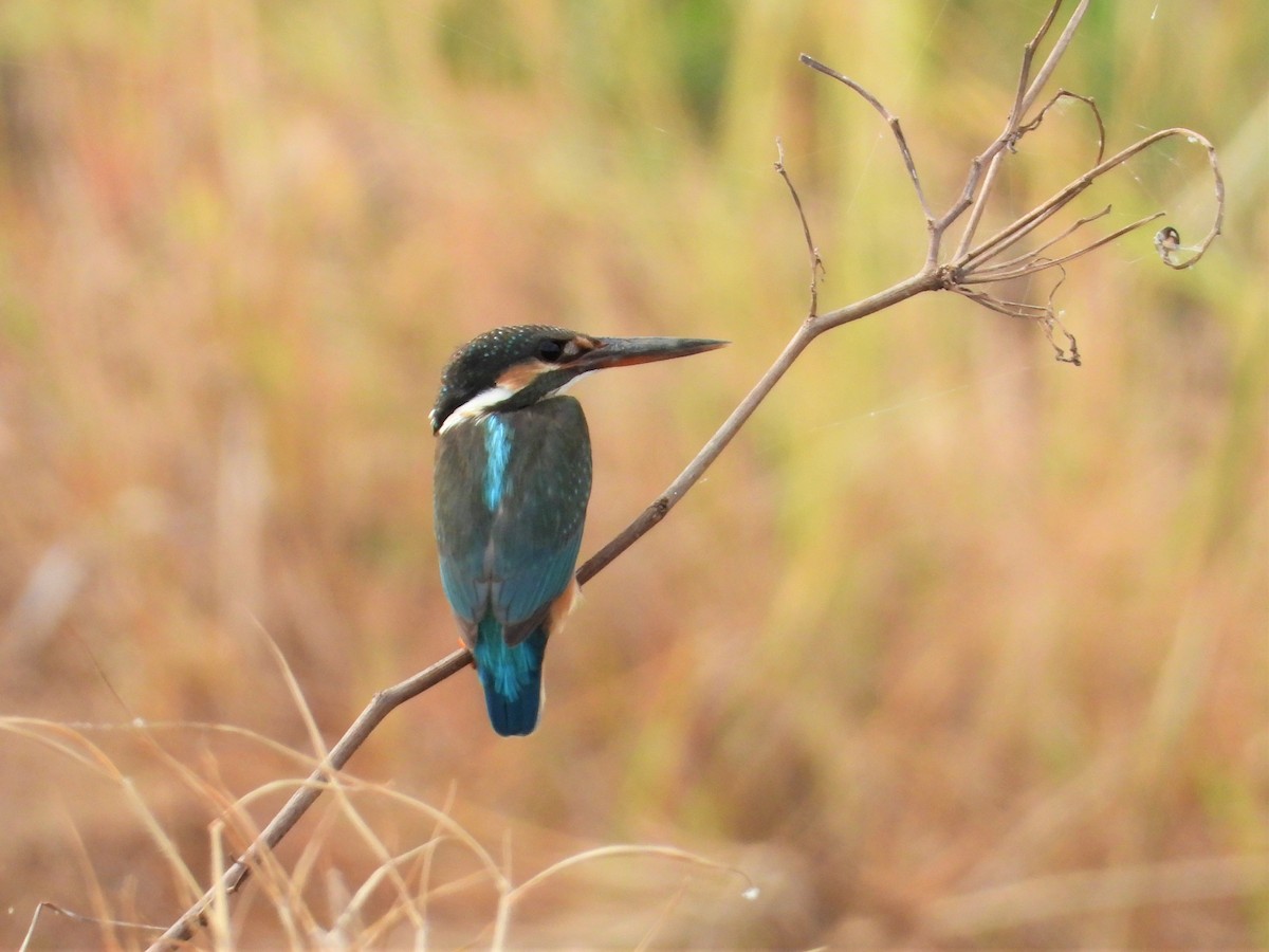 Common Kingfisher - ML376564531