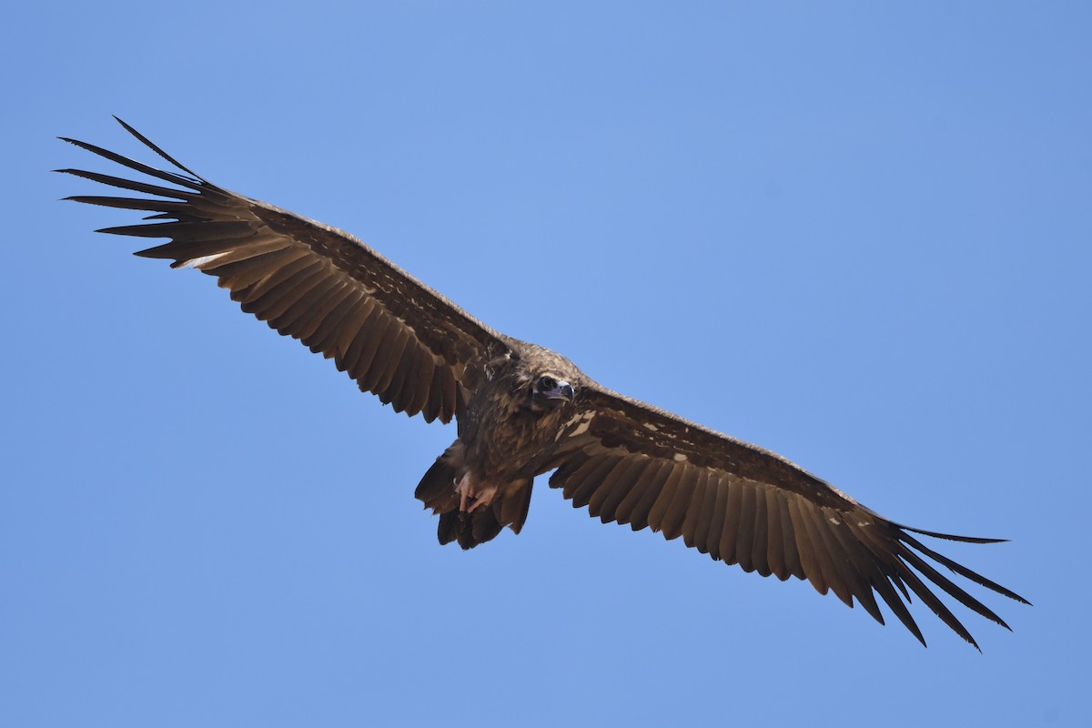 Cinereous Vulture - ML376564831