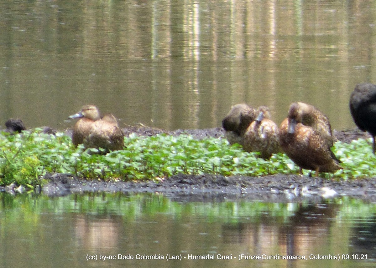 Cinnamon Teal - ML376565791