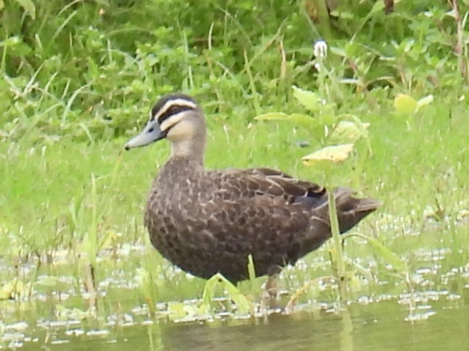 Pacific Black Duck - Mayumi Green