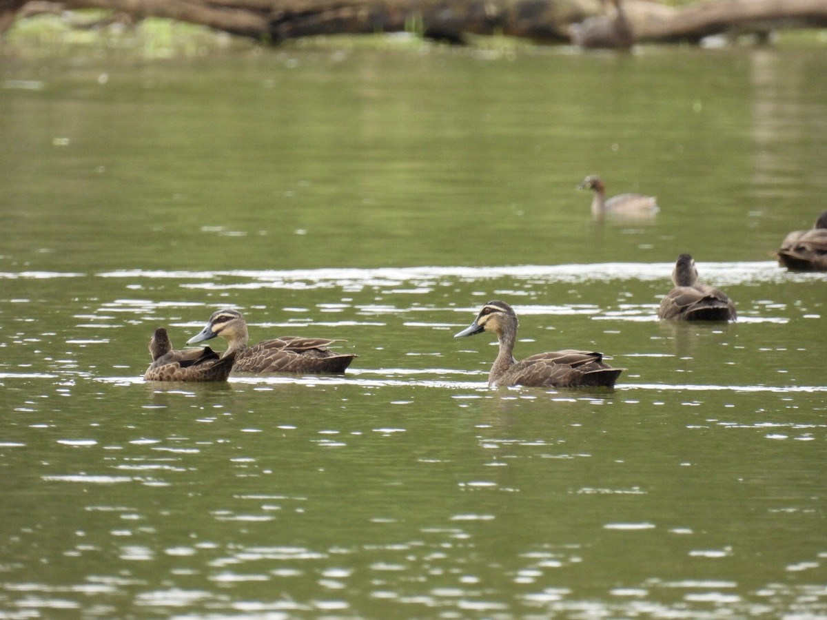 Pacific Black Duck - Mayumi Green