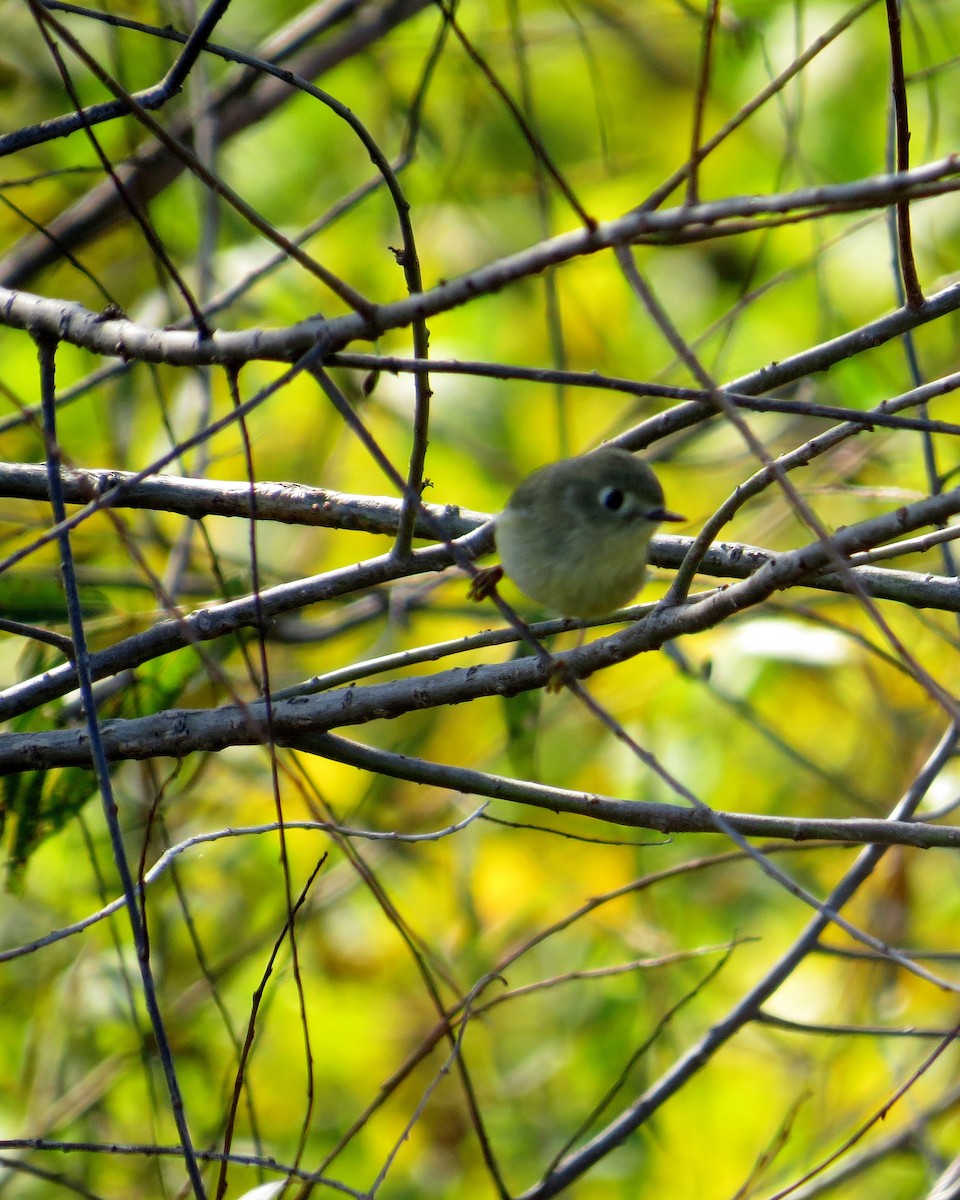 Ruby-crowned Kinglet - ML37656711