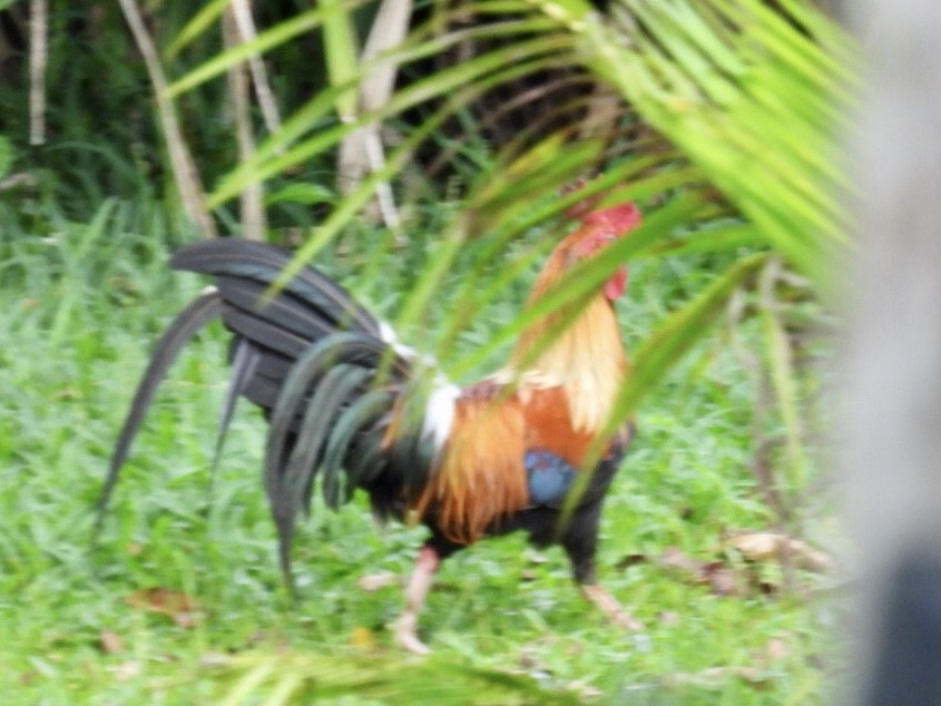 Red Junglefowl - Mayumi Green