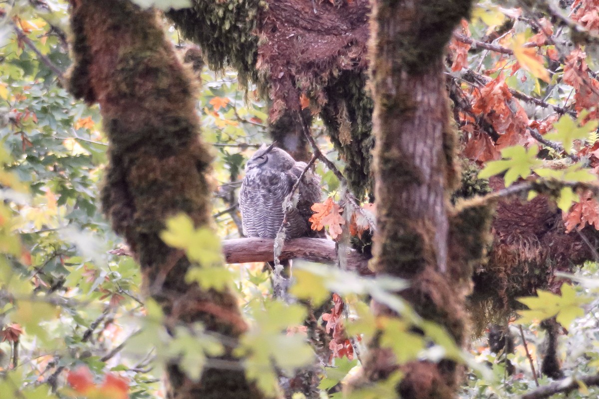 Great Horned Owl - ML376567471