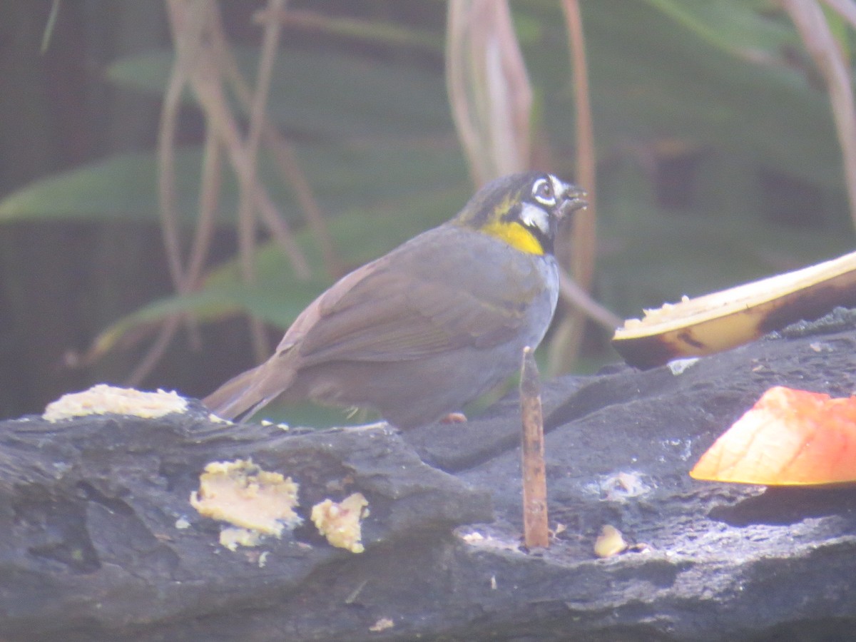 White-eared Ground-Sparrow - ML376567881