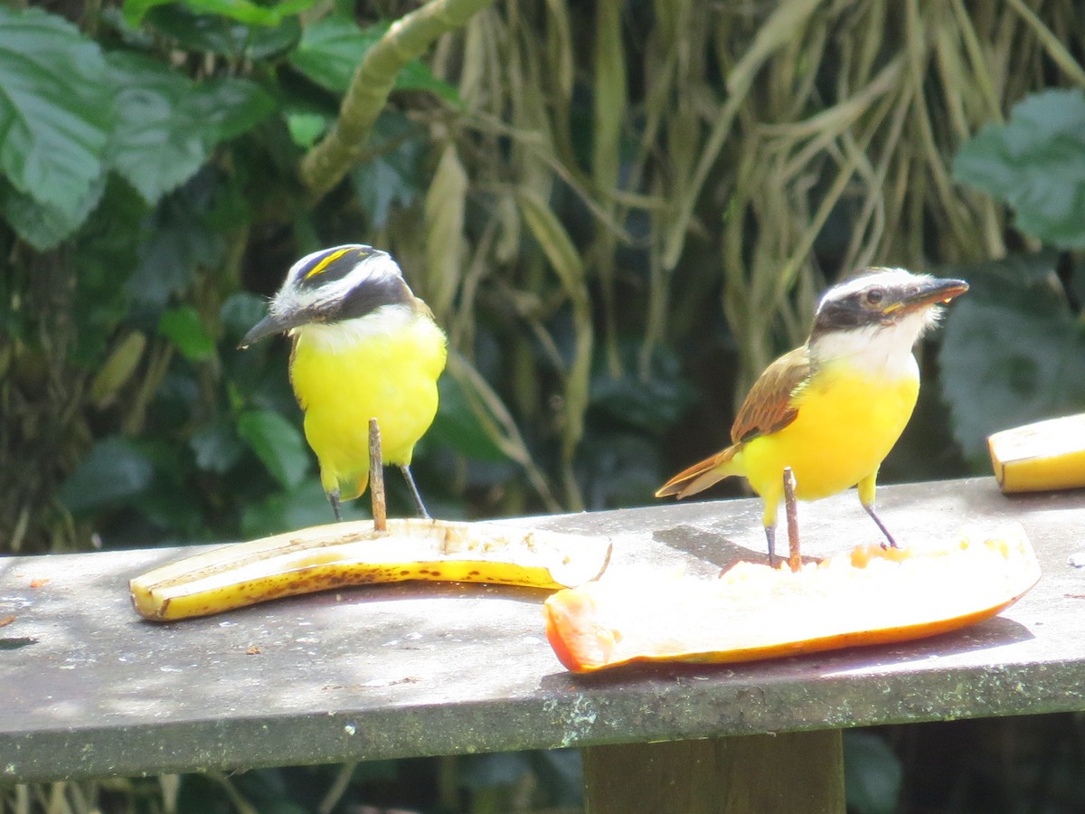 Great Kiskadee - ML376567921