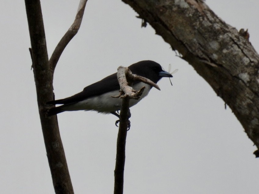 White-breasted Woodswallow - ML376568791