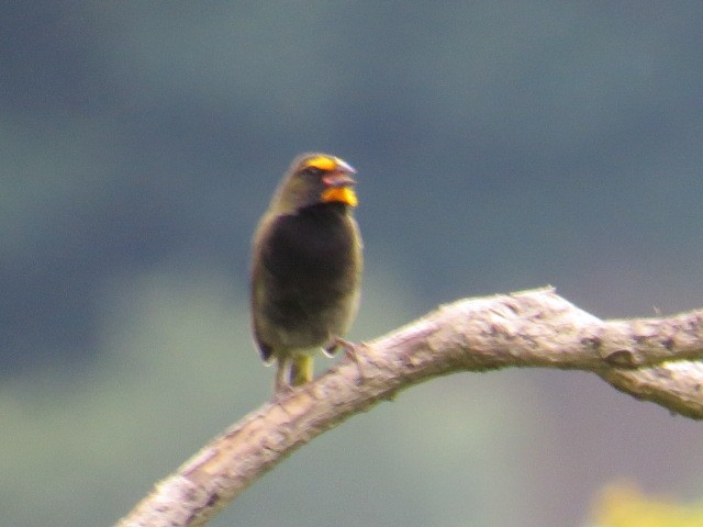 Yellow-faced Grassquit - ML376569031