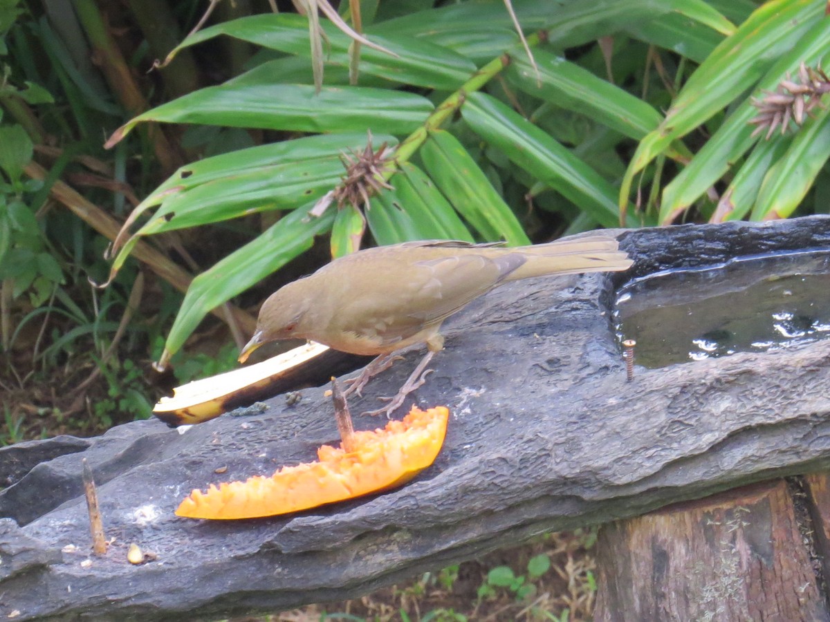 Clay-colored Thrush - ML376569201