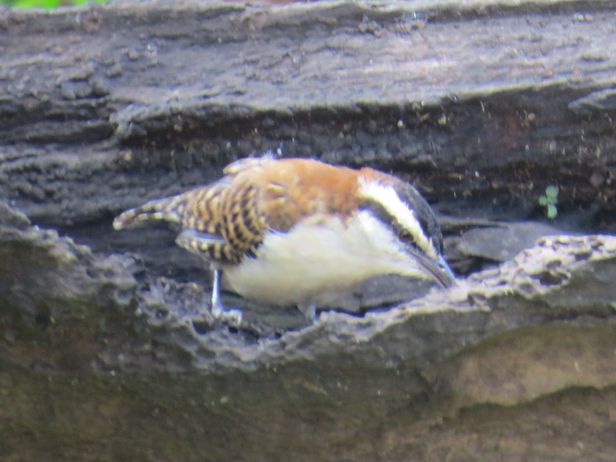 Rufous-naped Wren - ML376569321