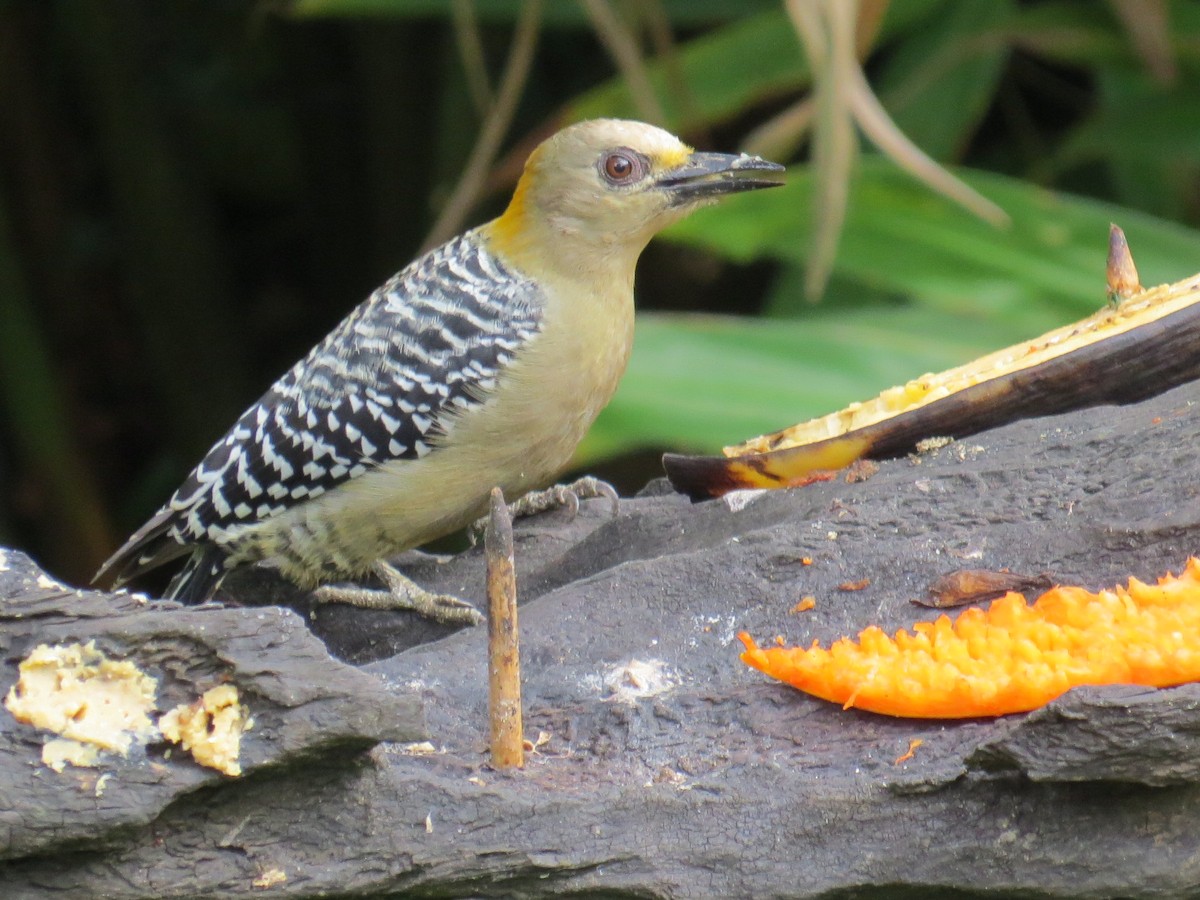 Hoffmann's Woodpecker - ML376569981