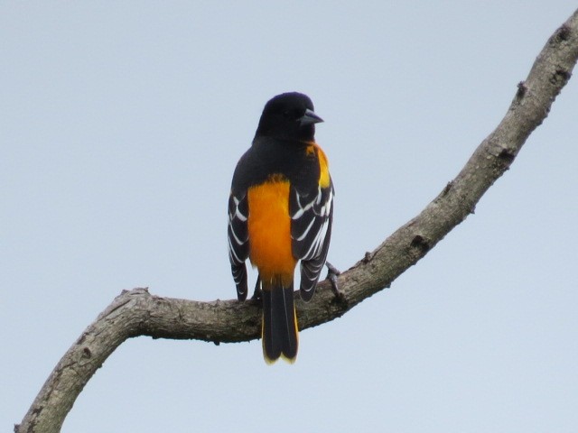 Baltimore Oriole - ML376570291