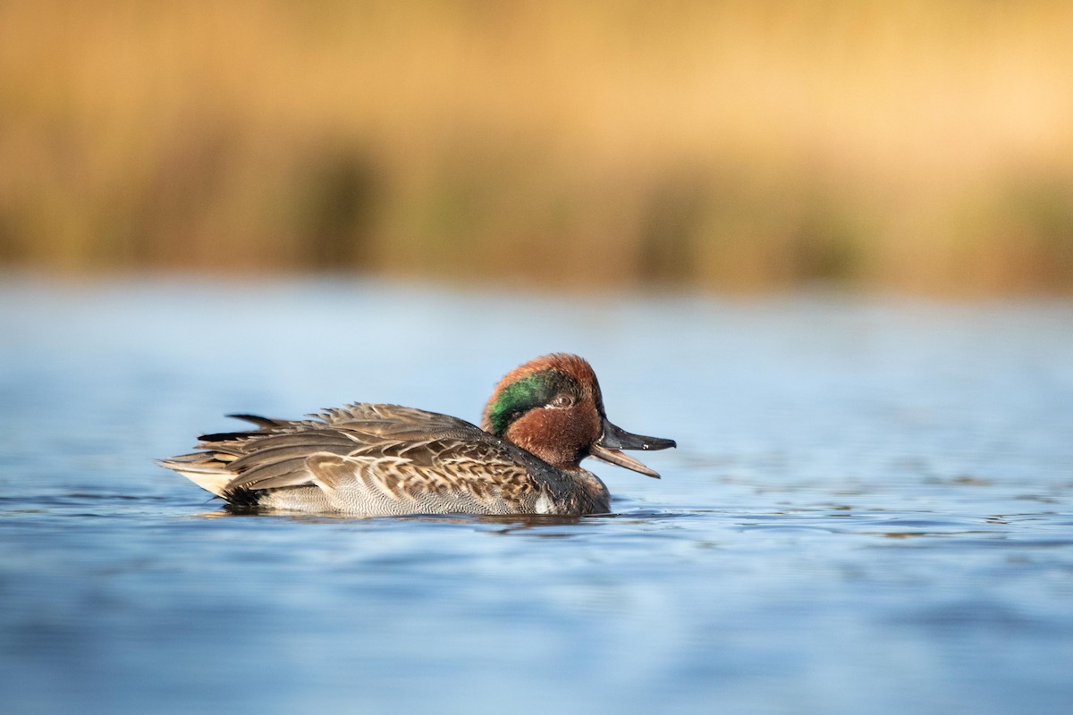 Green-winged Teal - Davin MacAskill