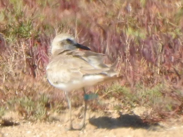 Зэвэн хиазат - ML376570511