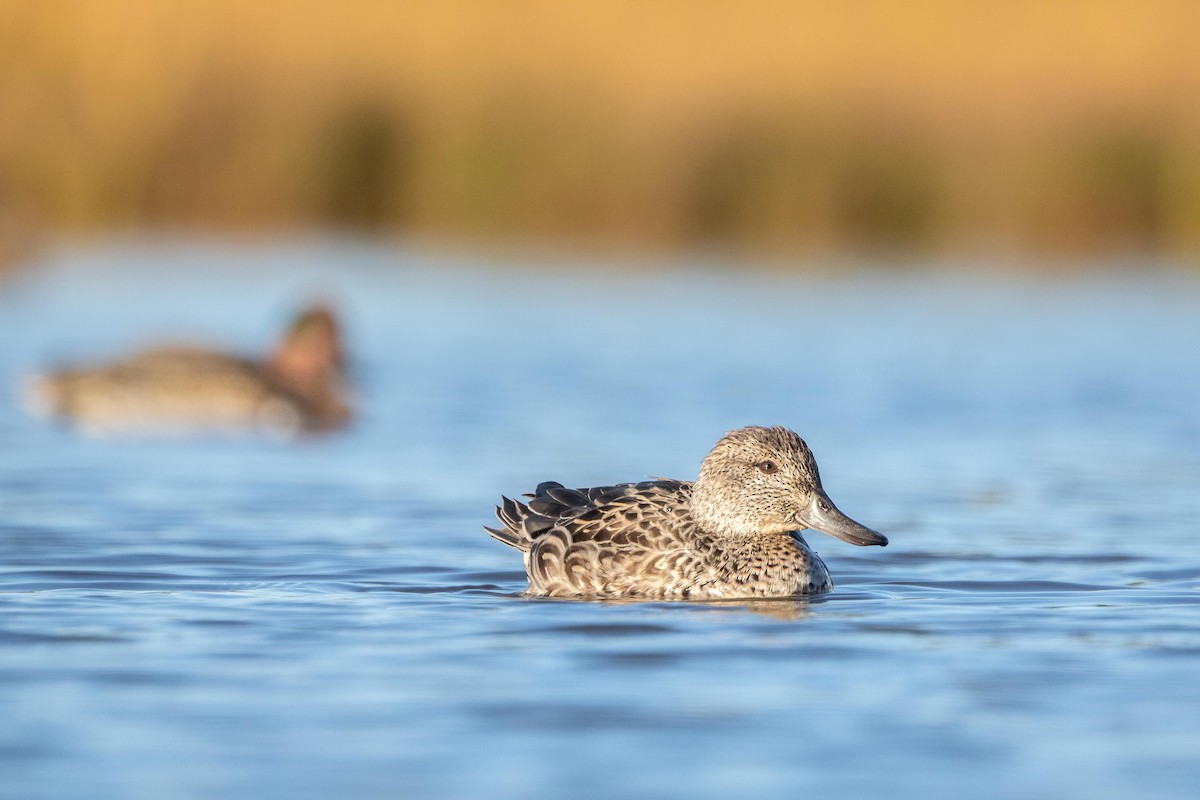 Green-winged Teal - ML376570621