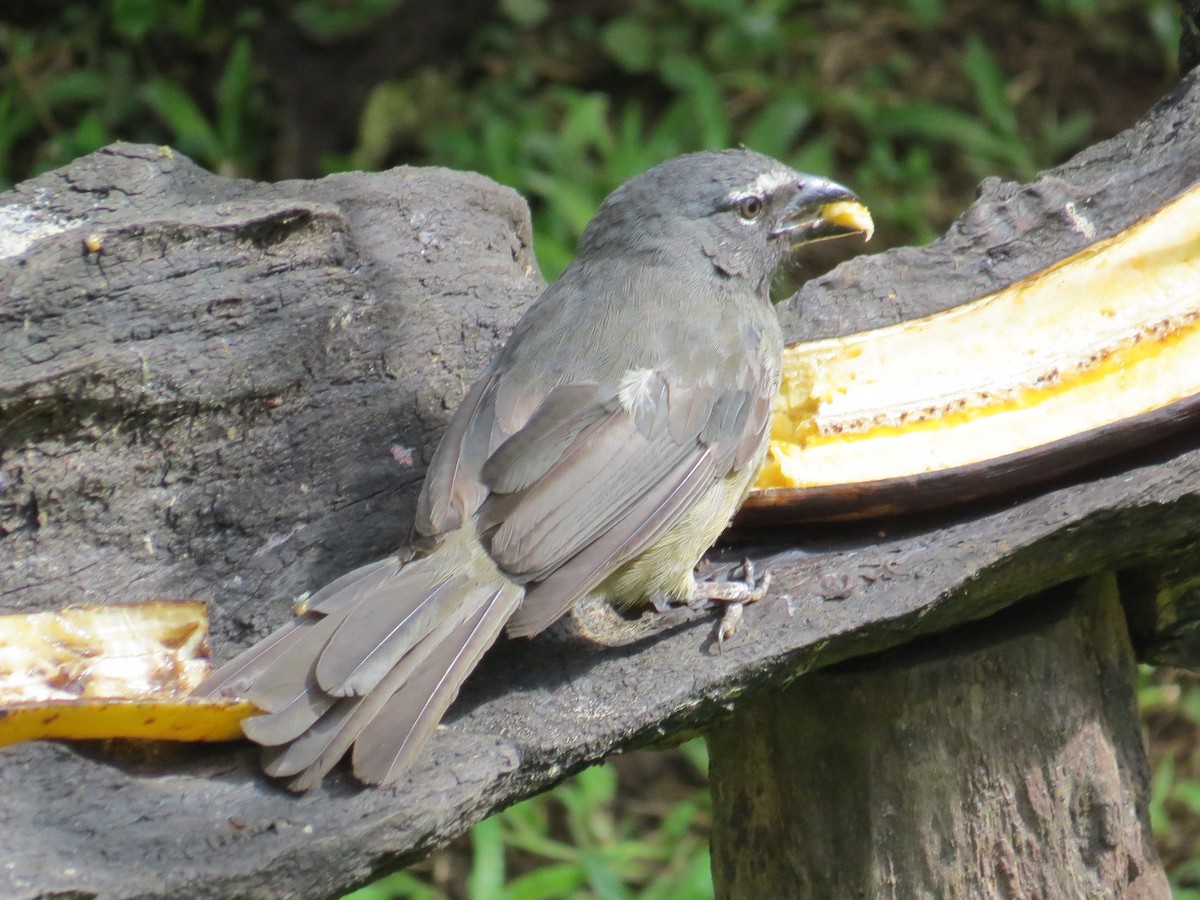 Cinnamon-bellied Saltator - ML376571981