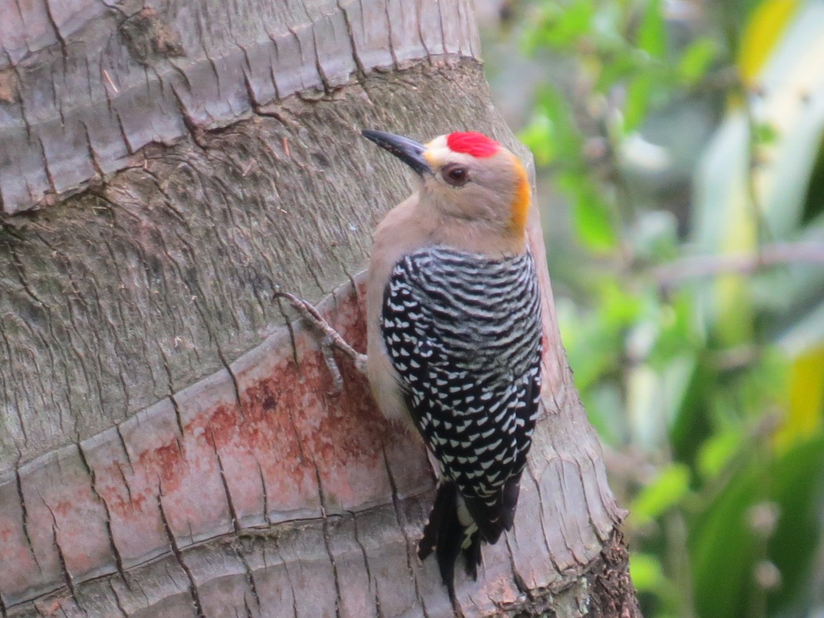 Hoffmann's Woodpecker - ML376572181